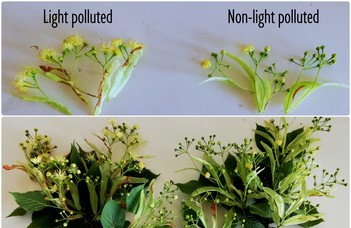 Photosynthesis in the light of street lamps - Siska Flóra